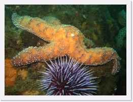 IMG_1296 * Ochre Star, Purple Urchin * 3264 x 2448 * (2.16MB)