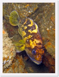 IMG_1322-crop * Gopher Rockfish * 1730 x 2307 * (596KB)