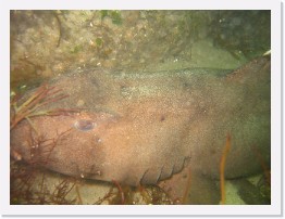 IMG_1411 * Adult Horn Shark * 3264 x 2448 * (2.39MB)