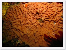 IMG_1416 * Sponge (Leucetta losangelensis) * 3264 x 2448 * (2.41MB)