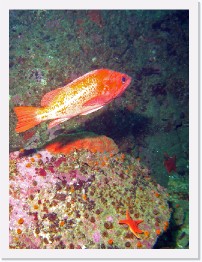 IMG_1435-crop * Canary Rockfish * 1841 x 2454 * (1015KB)