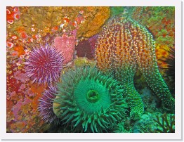 IMG_1497-crop * Purple Urchins, Green Anenome, Giant Spined Star * 3264 x 2448 * (1.76MB)