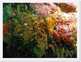 IMG_1523-crop * San Diego Dorid (Diaulula sandiegensis) * 3264 x 2448 * (1.55MB)