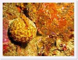 IMG_1526-crop * Orange Puffball Sponge, Black Eyed Goby * 2824 x 2118 * (1.38MB)