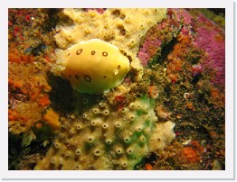 IMG_1546-crop * San Diego Dorid (Diaulula sandiegensis), Haliclona Sponge, Brown Cup Coral, Blue Ring Top Snail * 2848 x 2136 * (1.08MB)