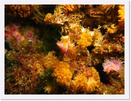 IMG_1563 * Blue Ring Top Snail, Lacy Bryozoan * 3264 x 2448 * (2.28MB)