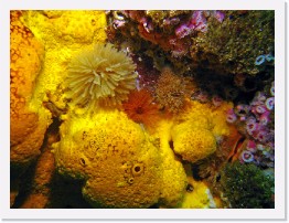 IMG_1579-crop * Bread Crumb Sponge, Feather Duster Worms, Club Tipped Anenomes * 2984 x 2238 * (1.13MB)