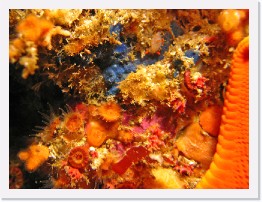 IMG_1625-crop * Cockerell's Dorid (Limacia cockerelli), Orange Cup Corals, Cobalt Sponge, Red Sea Star * 2638 x 1979 * (917KB)