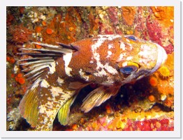 IMG_1636-crop * Gopher Rockfish * 2155 x 1616 * (786KB)