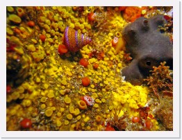 IMG_1663-crop * Bread Crumb Sponge, Blue Ring Top Snail, White Spotted Porostome (Doriopsilla albopunctata), Club Tipped Anenomes * 3264 x 2448 * (1.33MB)