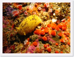 IMG_1664 * Monterey Dorid (Doris montereyensis), Club Tipped Anenomes * 3264 x 2448 * (2.45MB)