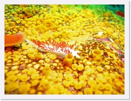 IMG_1676-crop * Three-lined Aeolid (Flabellina trilineata), Red Sea Star, Bread Crumb Sponge * 3264 x 2448 * (1.07MB)