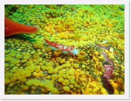 IMG_1679-crop * Three-lined Aeolid (Flabellina trilineata), Red Sea Star, Bread Crumb Sponge * 3052 x 2289 * (1.06MB)