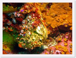 IMG_1685-crop * Rock Scallop, Club Tipped Anenomes, Orange Cup Corals * 3264 x 2448 * (1.51MB)