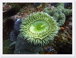 IMG_1712-crop * Giant Green Anenome, Ochre Stars, Urchins * 3264 x 2448 * (1.59MB)