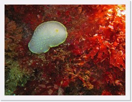 IMG_1730-crop * Yellow Edged Cadlina (Cadlina luteomarginata) * 2500 x 1875 * (1.05MB)