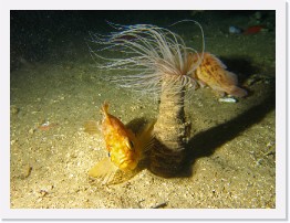 IMG_1749-crop * Kelp Rockfish, Tube Dwelling Anenome * 2820 x 2115 * (972KB)