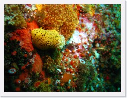 IMG_1771 * Noble Dorid (Peltodoris nobilis), Club Tipped Anenomes * 3264 x 2448 * (1.95MB)