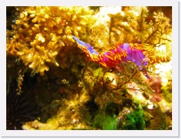 IMG_1779-crop * Spanish Shawl nudibranch (Flabellina iodinea) * 2161 x 1621 * (607KB)