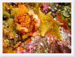 IMG_1781-crop * Island Kelpfish, San Diego Dorid, Bat Star, Lacy Bryozoan * 2516 x 1887 * (929KB)