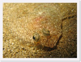 IMG_1832-crop * Turbot * 2580 x 1935 * (735KB)