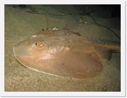 IMG_1846-crop * Thornback Ray * 3264 x 2448 * (1.28MB)