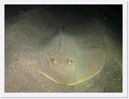 IMG_1864-crop * Round Stringray * 2632 x 1974 * (681KB)