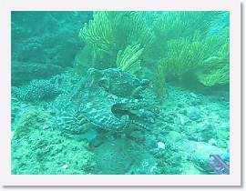 MVI_1939 * VIDEO: Two Spot Octopus * 1 x 1 * (15.61MB)