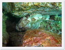 IMG_1876-crop * California Scorpionfish * 2634 x 1976 * (991KB)