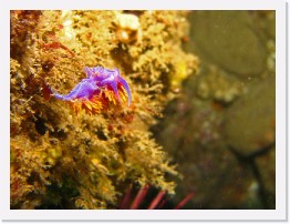 IMG_1877-crop * Spanish Shawl nudibranch * 1974 x 1481 * (445KB)