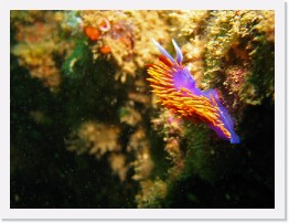 IMG_1881-crop * Spanish Shawl nudibranch * 2496 x 1872 * (550KB)