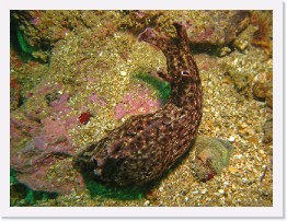 IMG_1904-crop * Sea Hare * 2793 x 2095 * (1.4MB)