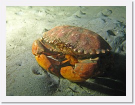 IMG_5218-crop * Yellow Crab (Cancer anthonyi) * 2680 x 2010 * (1.07MB)