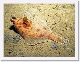 IMG_5224-crop * Hornyhead Turbot * 2556 x 1917 * (1.36MB)