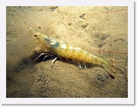 IMG_5225-crop * Brown Shrimp (Penaeus californicus) * 3264 x 2448 * (1.52MB)