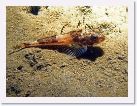 IMG_5226-crop * Roughback Sculpin * 2520 x 1890 * (1.19MB)