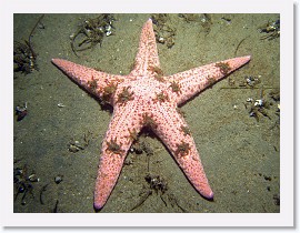 IMG_5229-crop * Short-spined Star (Pisaster brevispinus) * 2796 x 2097 * (1.4MB)