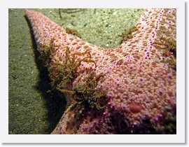 IMG_5230-crop * Short-spined Star (Pisaster brevispinus) and Erileptus spinosus crabs * 3264 x 2448 * (1.23MB)