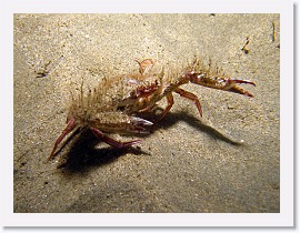 IMG_5232-crop * Graceful Crab (Cancer gracilis) * 2572 x 1929 * (1.16MB)