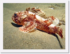 IMG_5233-crop * California Scorpionfish * 2416 x 1812 * (825KB)