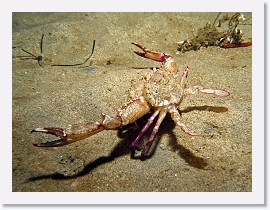 IMG_5237-crop * Swimming Crab (Portunus xantusii) * 2588 x 1941 * (1.15MB)