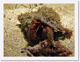 IMG_5239-crop * Furry Hermit Crab (Paguristes ulreyi) * 1755 x 1316 * (541KB)