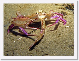 IMG_5241-crop * Graceful crab (Cancer gracilis) * 2276 x 1707 * (912KB)