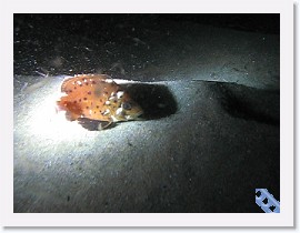 MVI_5439 * VIDEO: Baby Giant Sea Bass fights the surge * 160 x 120 * (4.87MB)