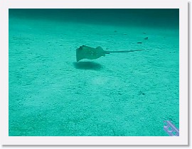 MVI_7410-Stingray * VIDEO: Blue-Spotted Stingray (Dasyatis kuhlii) * 1 x 1 * (5.32MB)