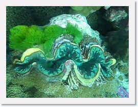 MVI_7603-GiantClam,Reefiness * VIDEO: Giant Clam, Reefy Goodness * 1 x 1 * (14.75MB)