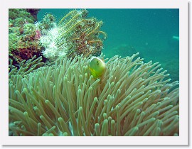 IMG_7278-crop * Skunk Anemonefish (Amphiprion akallopisos) * 3264 x 2448 * (1.76MB)