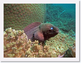 IMG_7286-crop * Giant Moray (Gymnothorax javanicus) * 3264 x 2448 * (2.16MB)