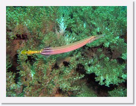 IMG_7293-crop * Trumpetfish (Aulostomus chinensis) * 2520 x 1890 * (1.33MB)