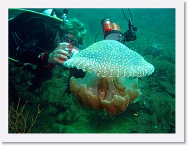 IMG_7301-crop * White-spotted Jellyfish (Phyllorhiza punctata) * 3264 x 2448 * (1.31MB)